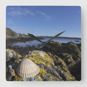 A Seashell Sits On A Rock Dumfries, Scotland Square Wall Clock