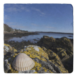 A Seashell Sits On A Rock   Dumfries, Scotland Trivet