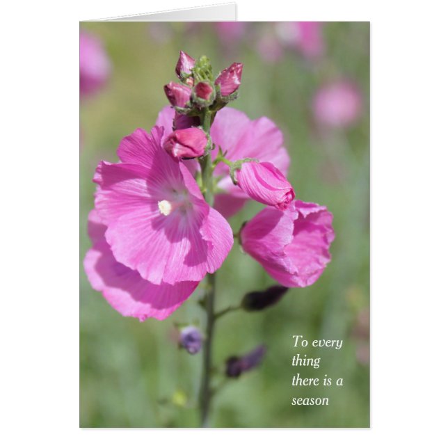 A Season and Time Hollyhock All Occasion (Front)