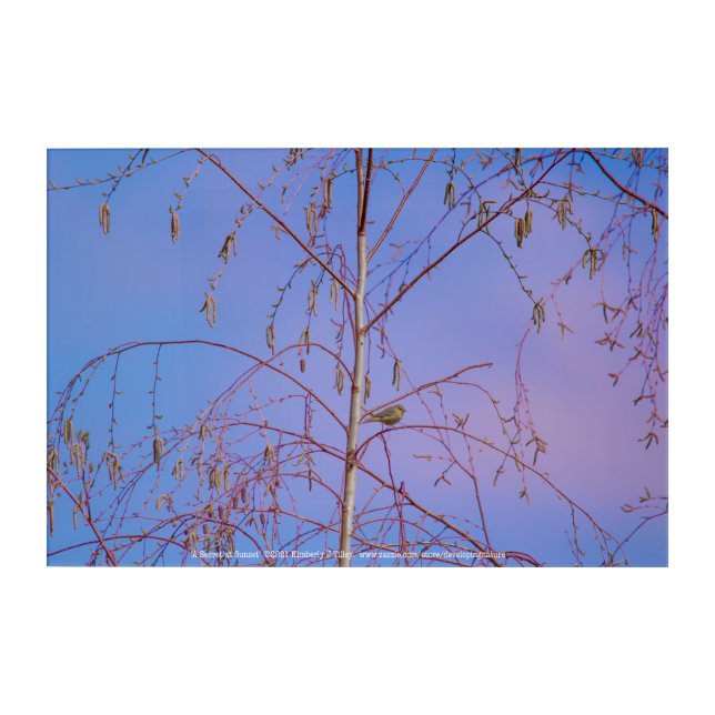 A Secret at Sunset Acrylic Print (Front)