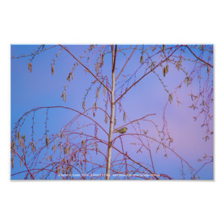 A Secret at Sunset Photo Print