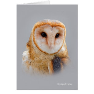 A Serene and Beautiful Barn Owl Cards