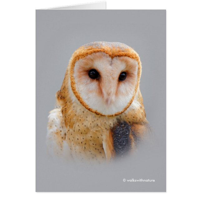 A Serene and Beautiful Barn Owl Cards (Front)