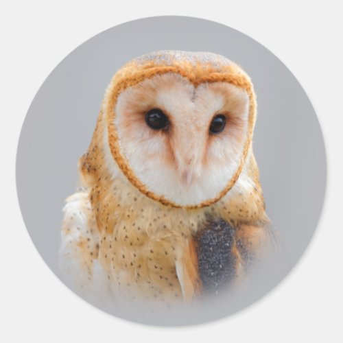 A Serene and Beautiful Barn Owl Classic Round Sticker