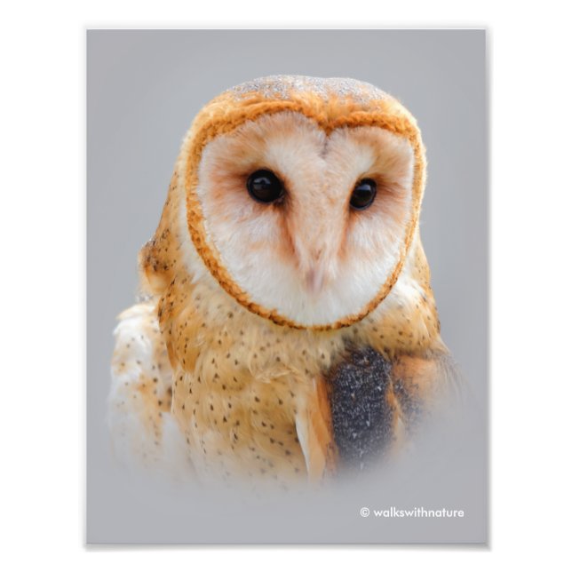 A Serene Barn Owl Photo Print (Front)