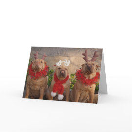A Sharpei Christmas card