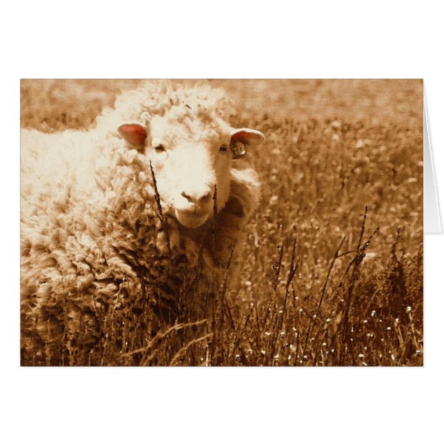 A Sheep Named Ashley in Sepia  Cards (Front Horizontal)