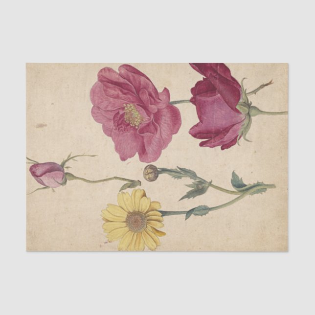 A Sheet of Studies with French Roses by de Morgues (Front)