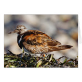 A Showstopping Ruddy Turnstone at the Beach (Front Horizontal)