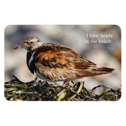 A Showstopping Ruddy Turnstone Magnet