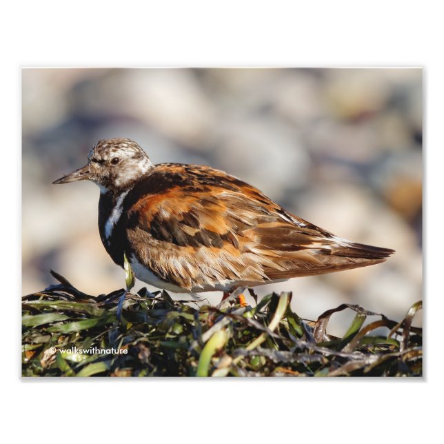 A Showstopping Ruddy Turnstone Photo Print (Front)