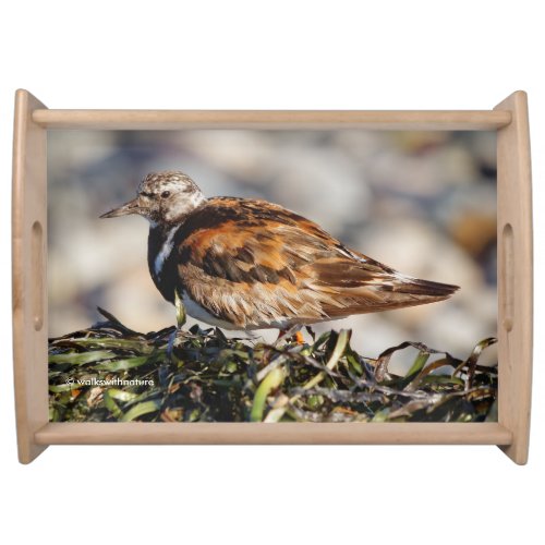 A Showstopping Ruddy Turnstone Serving Tray