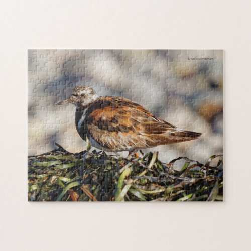 A Showstopping Ruddy Turnstone Shorebird Jigsaw Puzzle