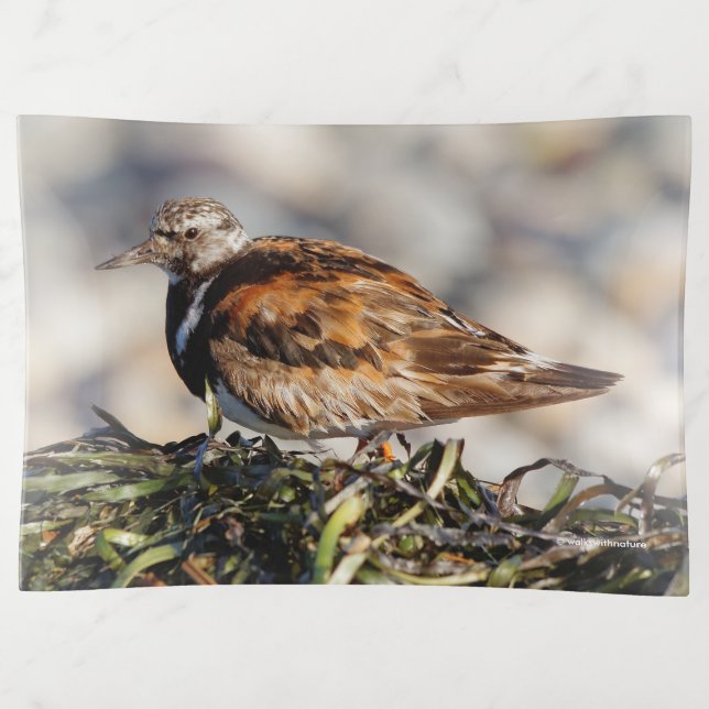 A Showstopping Ruddy Turnstone Trinket Tray (Front)