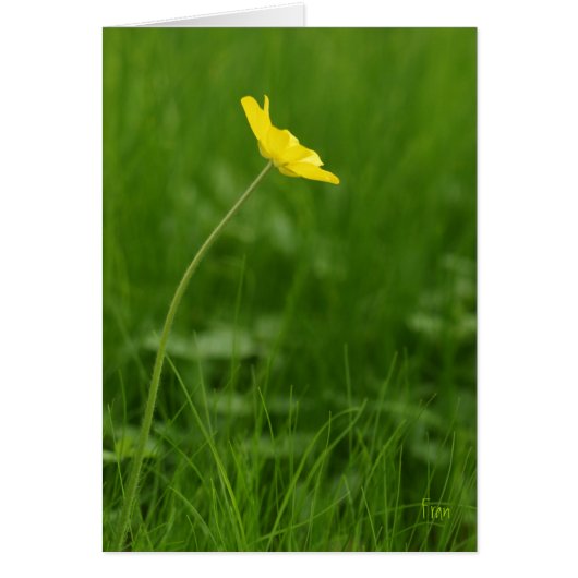 a single flower cards (Front)