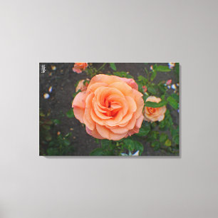 A Single Orange Flower Canvas Print