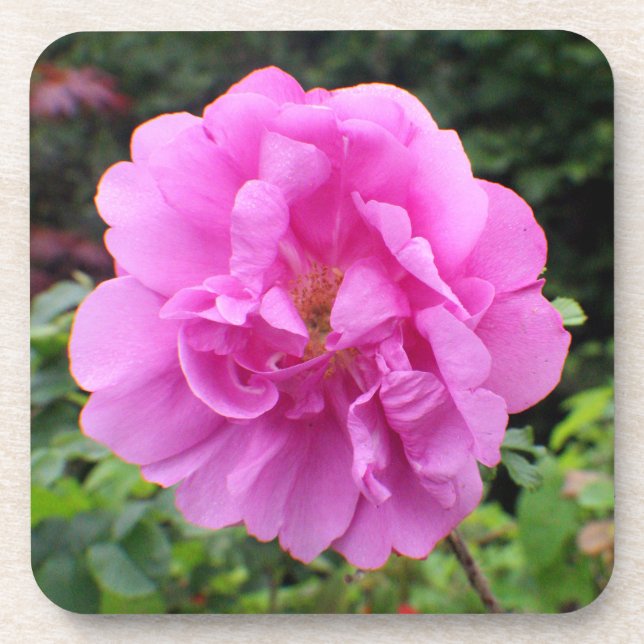 A Single Pink Flower Beverage Coaster (Front)