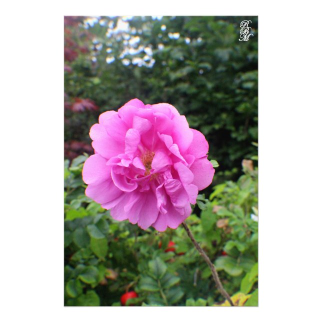A Single Pink Flower Photo Print (Front)