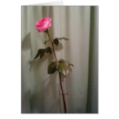 A Single Pink Rose (Front)