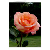 A Single Rose (Front)