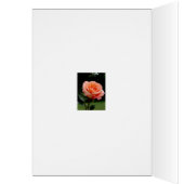 A Single Rose Cards (Inside (Left))