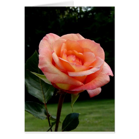 A Single Rose Cards (Front)