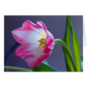 A single tulip (Front Horizontal)