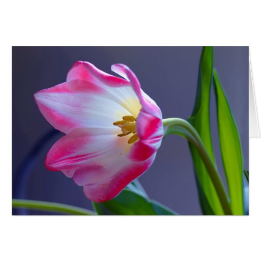 A single tulip cards (Front Horizontal)