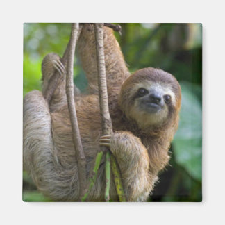 A sloth Magnet
