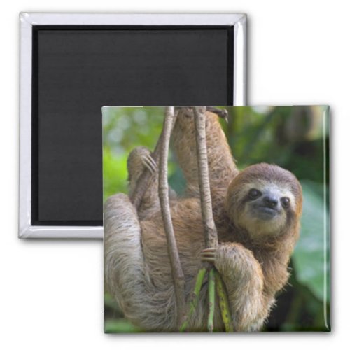 A sloth Magnet