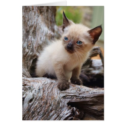 A small Kitten ina Big World (Front)