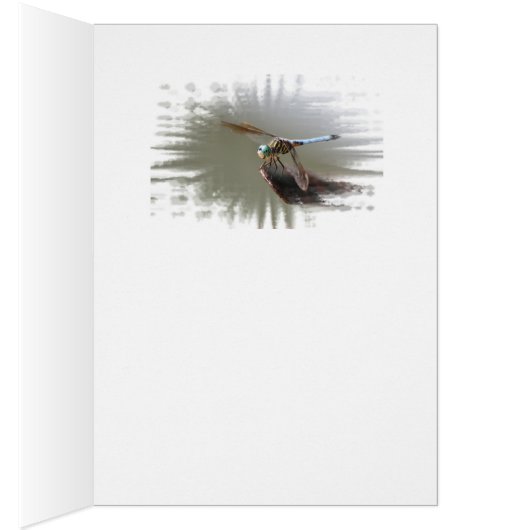 A small Kitten ina Big World (Inside (Right))