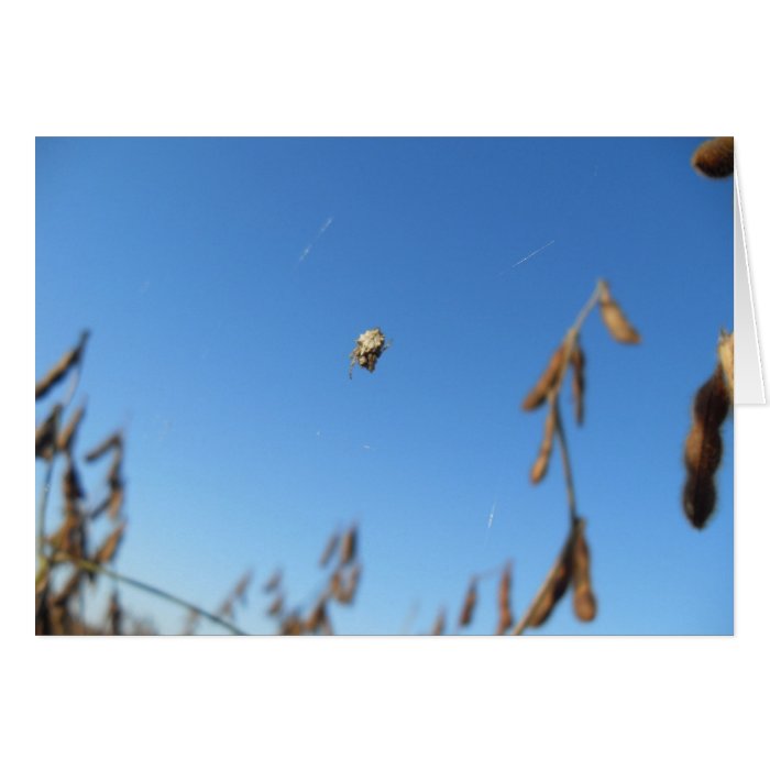 A Small Spider Hanging Found In Soybean Field. Card