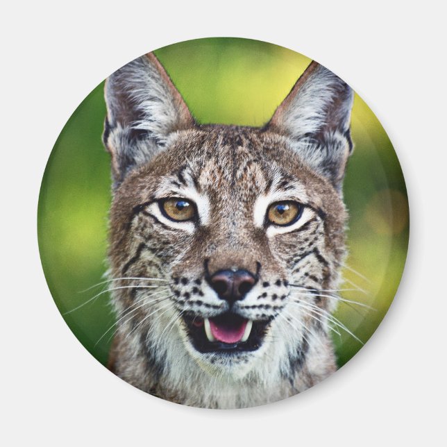 A Smiling Siberian Lynx Magnet (Front)