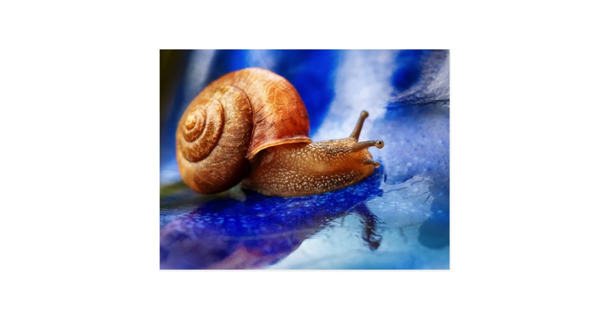 A Snails Pace Postcard