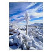 A snow covered yucca (Front)