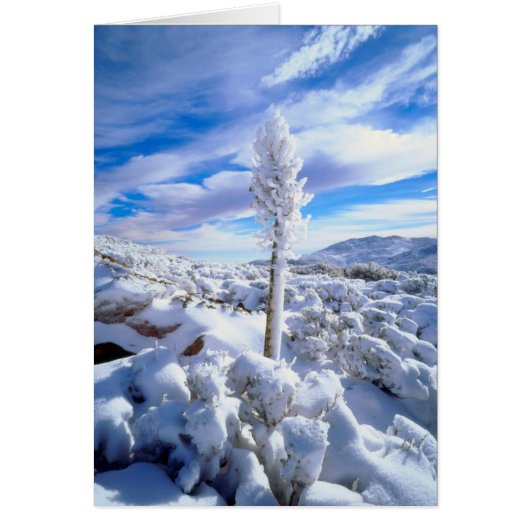A snow covered yucca cards (Front)