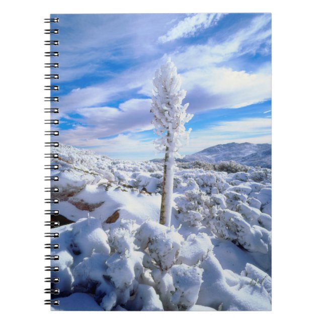 A snow covered yucca notebook (Front)