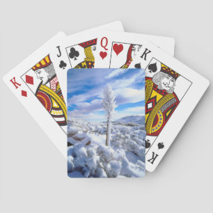 A snow covered yucca poker cards