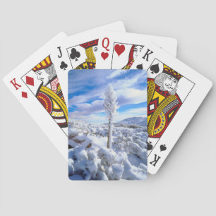 A snow covered yucca poker cards