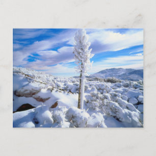 A snow covered yucca postcard