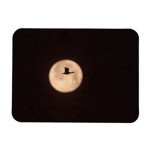 A Snow Goose Against A Full Moon  New Mexico Magnet