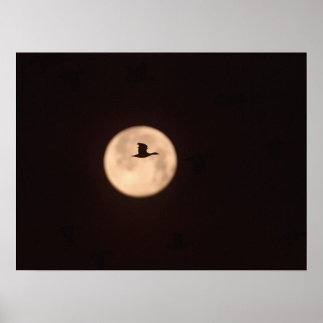A Snow Goose Against A Full Moon | New Mexico Poster (Front)