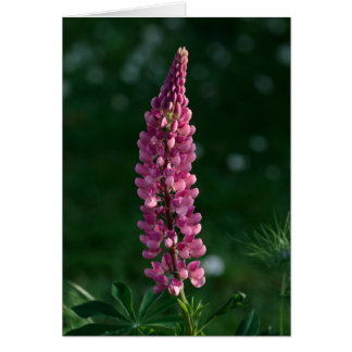 A solitary lupine holds vigil cards