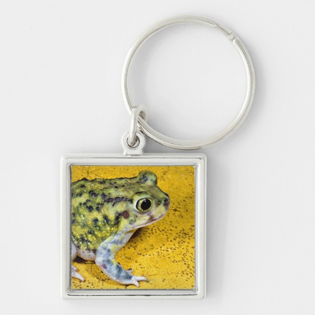 A spadefoot toad keychain (Front)