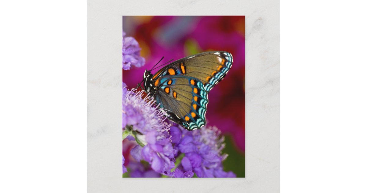 A Spicebush Swallowtail Butterfly Postcard | Zazzle