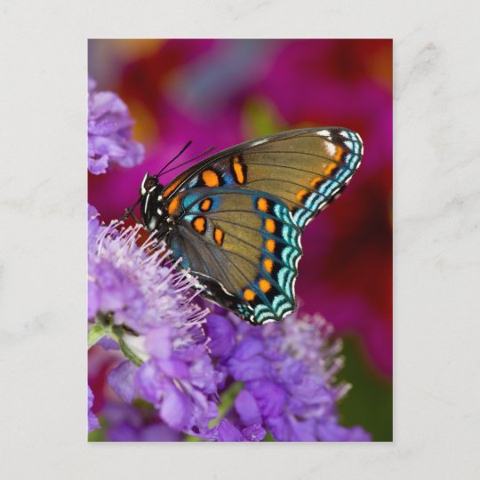 A Spicebush Swallowtail Butterfly Postcard | Zazzle.com