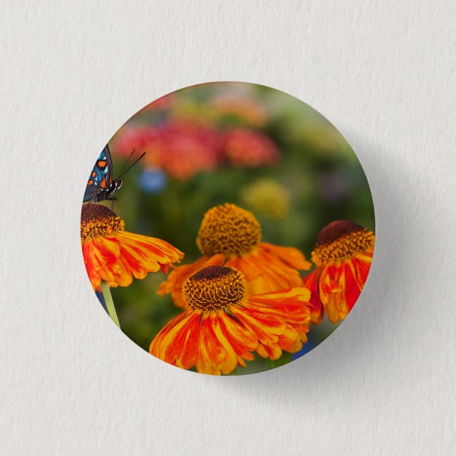 A Spicebush Swallowtail, Papilio troilus Button (Front)