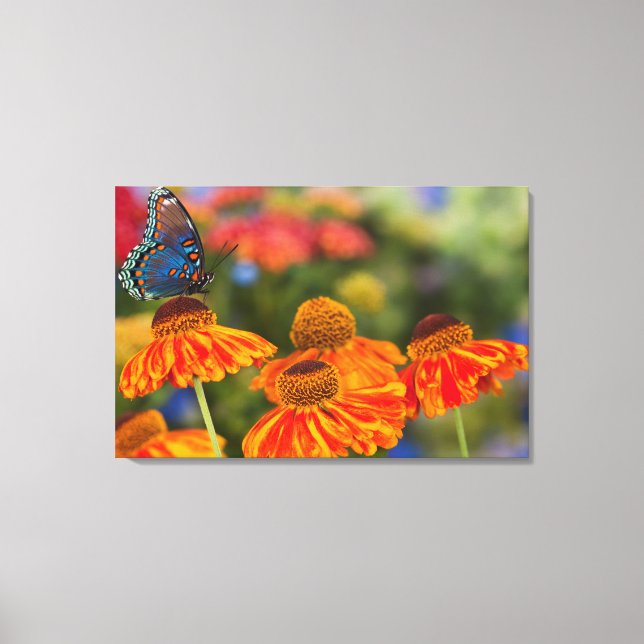 A Spicebush Swallowtail, Papilio troilus Canvas Print (Front)