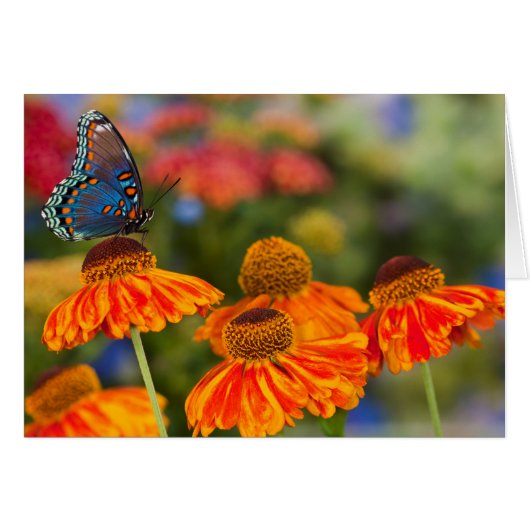 A Spicebush Swallowtail, Papilio troilus Cards (Front Horizontal)